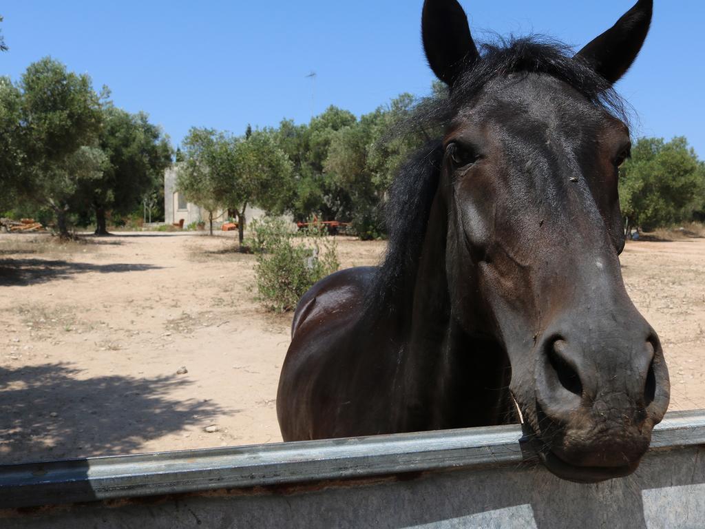 La Trottoria Agriturismo أوترانتو المظهر الخارجي الصورة